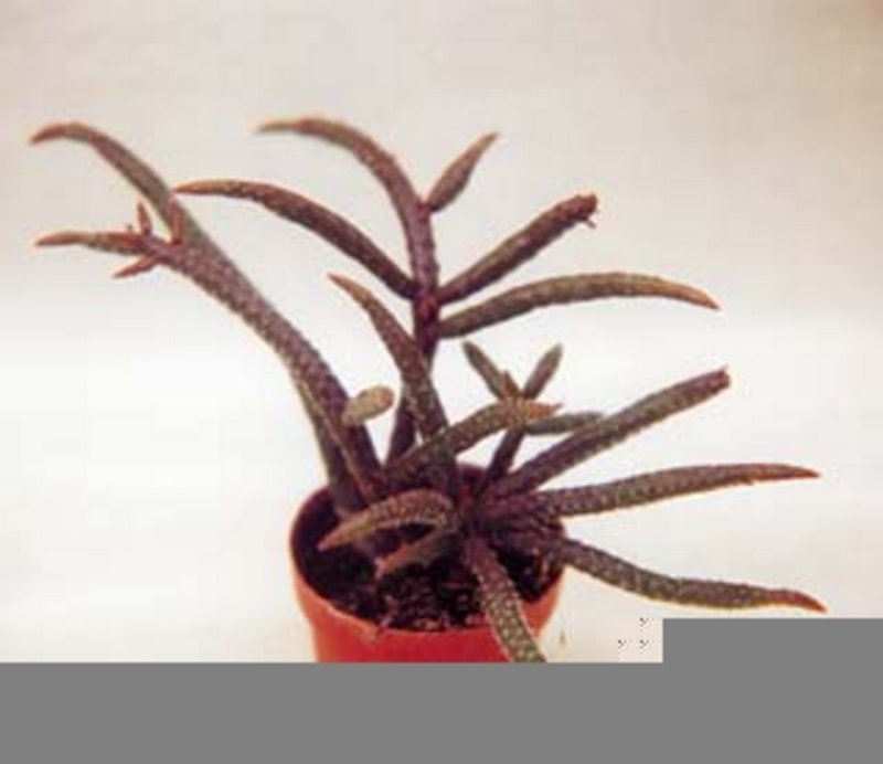 Rhipsalis Fasciculata.jpg